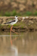 Reflection of a black-winged bird in water. It is walking or standing. Its beak is touching the water. There is a little water on the ground and the bird's feet are red.