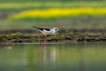 Reflection of a black-winged bird in water. It is walking or standing. Its beak is touching the water. There is a little water on the ground and the bird's feet are red.