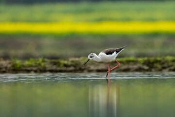 Reflection of a black-winged bird in water. It is walking or standing. Its beak is touching the water. There is a little water on the ground and the bird's feet are red.