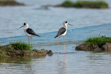 Two birds are standing by the water. This one is standing for food. The legs are red and long.