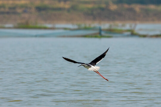 A black-winged bird is flying over the water of the lake.
