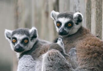 lemur catta portrait