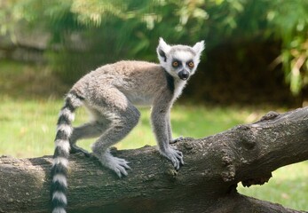baby ring-tailed lemur