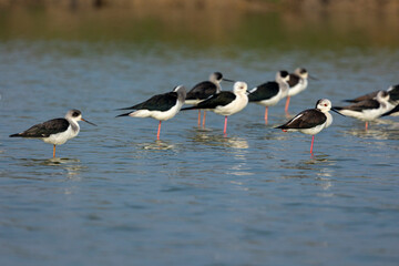 Bird watching in the lakes of Bangladesh. This set of photos of waterfowl (shorebirds) in the large wetlands of Chapai. Black-winged stilt (Himantopus leucocephalus)