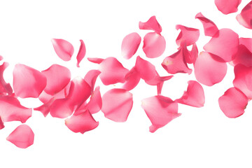Scattered pink rose petals floating against a black background creating a delicate and romantic scene