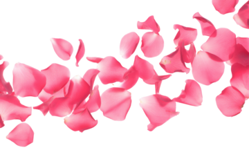 Scattered pink rose petals floating against a black background creating a delicate and romantic scene