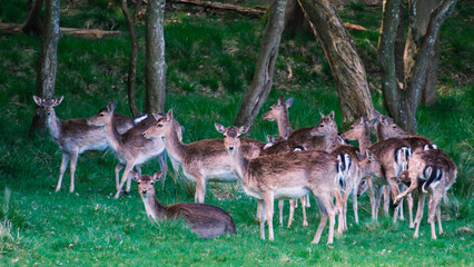 A group of fallow deer relaxes in a vibrant green clearing within a serene forest in Dyrehaven Ved Haderslev Denmark.