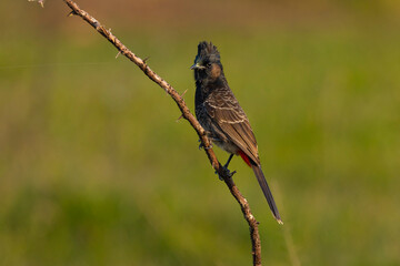 Red-Vented Bulbul sit on a small branch