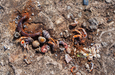 The remains of dead sea mollusks, shells and other marine animals are broken and scattered on the wall on a beach.