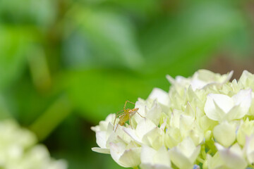 黄緑色を帯びた白い紫陽花と蜘蛛のクローズアップ