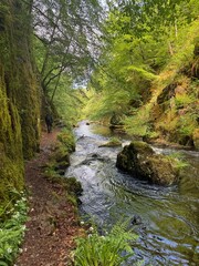 Obraz premium river in the forest