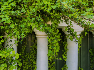 Stone columns stand tall, partially obscured by vibrant ivy, creating a peaceful atmosphere in a secluded garden. Sunlight filters through the greenery, enhancing the natural beauty.

