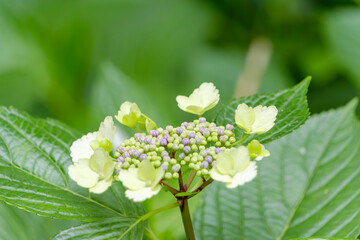緑の葉に囲まれた額紫陽花の蕾と花