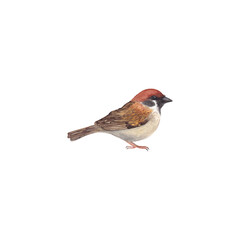 Watercolor illustration of a city sparrow on a transparent background.