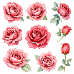 Obraz premium Set of watercolor Red rose flowers on white background, Set watercolor Flowers Clipar