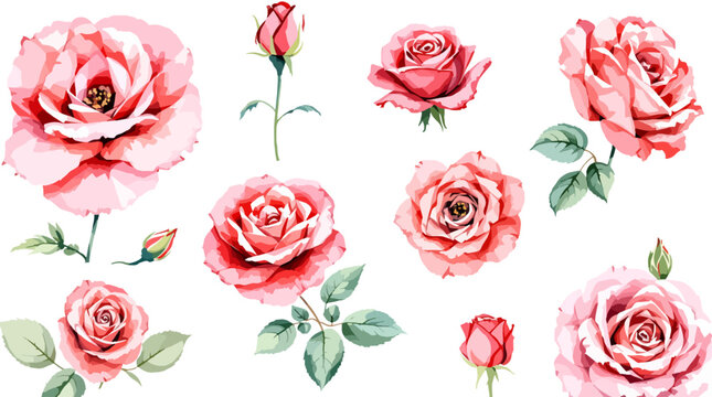 Set of watercolor Red rose flowers on white background, Set watercolor Flowers Clipar