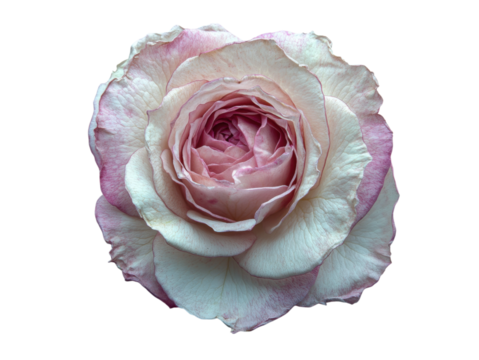 A white and pink rose with a slightly faded appearance