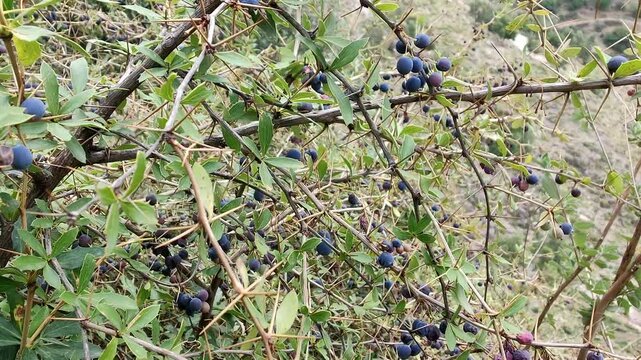 Berberis microphylla, the Vaccinium uliginosum or the bog bilberry fresh fruits in a hill 