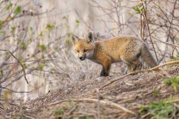 Red fox kit