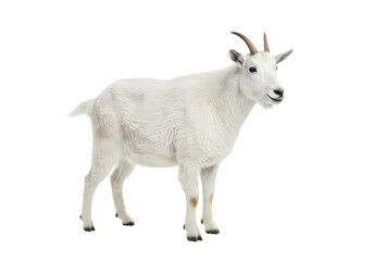 Fototapeta premium Mountain Goat Profile A Majestic Creature isolated on transparent baackground