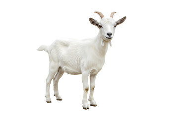 Fototapeta premium White Domestic Goat on White Background isolated on transparent baackground