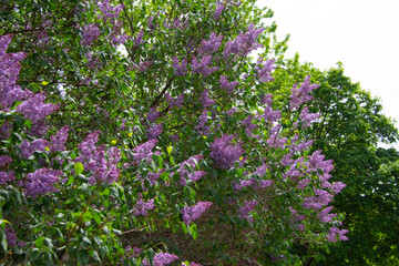 Montreal lilac tree