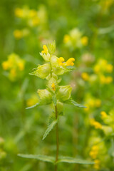 Yellow Rattle, Rhinanthus minor, in wildflower meadow, Dumfries & Galloway, Scotland