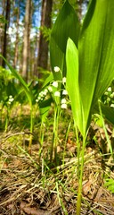 Lily of the Valley in Coniferous Forest - Delicate White Flowers on Pine Needle Floor