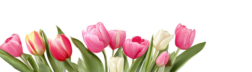 Fototapeta premium A horizontal arrangement of pink and white tulips with green leaves against a black background space above