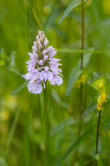 Heath Spotted orchid, Dactylorhiza maculata, in wildflower meadow,  Dumfries & Galloway, Scotland