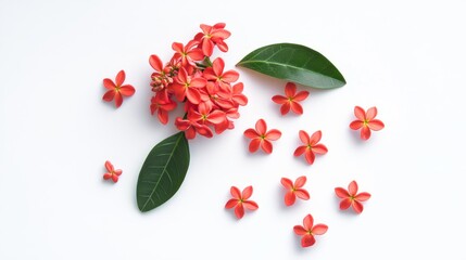 Ixora chinensis, red jasmine bouquet, top view and close-up of small flowers on white background. 