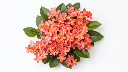 Ixora chinensis, red jasmine bouquet, top view and close-up of small flowers on white background. 