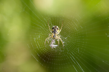 Close view of a spider weaving its intricate web in a garden during the warm afternoon sunlight