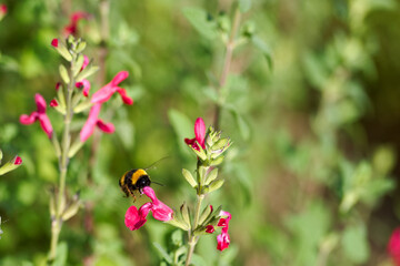 Bumblebee collecting nectar from vibrant pink flowers in a sunny garden during springtime