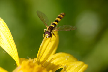 Colorful striped insect resting on vibrant yellow flower in natural garden setting during sunny afternoon