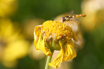 Close up of a hoverfly feeding on a bright yellow flower in a garden during late spring