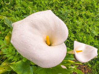 Beautiful white calla lilies gracefully rise from the ground, surrounded by vibrant green foliage. This peaceful garden captures the essence of spring, radiating freshness and charm.