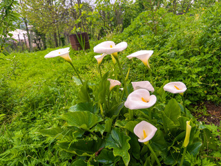 Beautiful white calla lilies gracefully rise from the ground, surrounded by vibrant green foliage. This peaceful garden captures the essence of spring, radiating freshness and charm.
