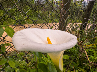 Beautiful white calla lilies gracefully rise from the ground, surrounded by vibrant green foliage. This peaceful garden captures the essence of spring, radiating freshness and charm.