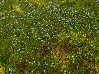 Vibrant wildflowers create a stunning contrast against the lush green grass in Batumi, Adjara. The scene captures the beauty of nature, inviting tranquility and appreciation.