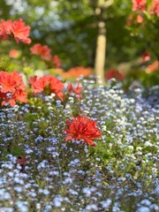 flowers in the garden