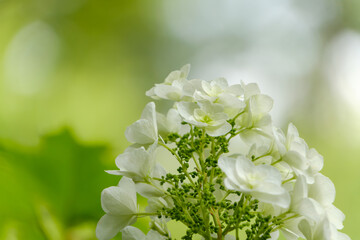 緑の葉に映える白い柏葉紫陽花の花姿