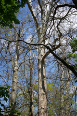 Fototapeta premium Group of leafless spring trees