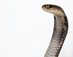 Naklejka premium King cobra over white background, no shadows