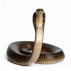 Naklejka premium King cobra over white background, no shadows