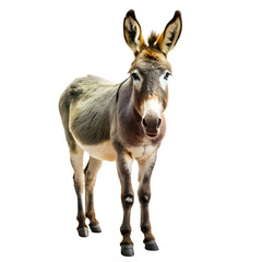 Obraz premium Donkey isolated on a transparent background