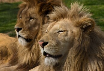 lion friends