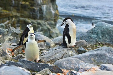 Naklejka premium Chinstrap Penguins Standing on Rocky Antarctic Cliff Above Antarctic Shoreline