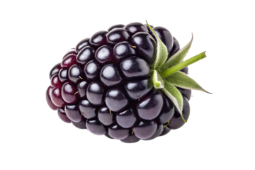 Close up of a single blackberry with stem and leaves on black