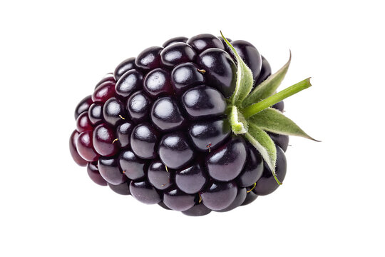 Close up of a single blackberry with stem and leaves on black